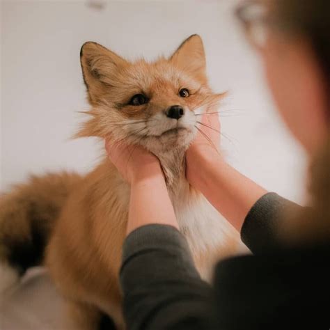 Adorable Pet Fox - Cute and Playful Red Fox