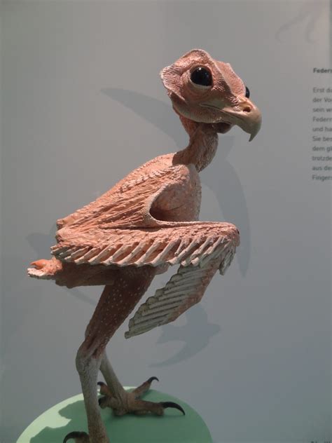 The Nightmare Look of Naked Owls – how Feathers Conceal a Bird´s True ...