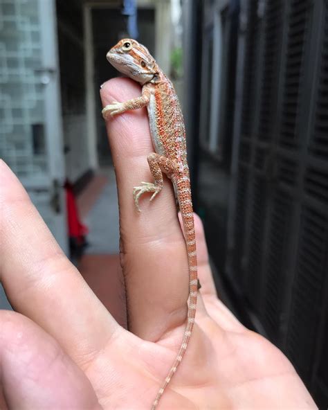 Bearded dragon respiratory infection symptoms causes and treatment ...