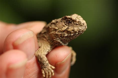 Mainland 's first wild baby tuatara in 200 years | Scoop News