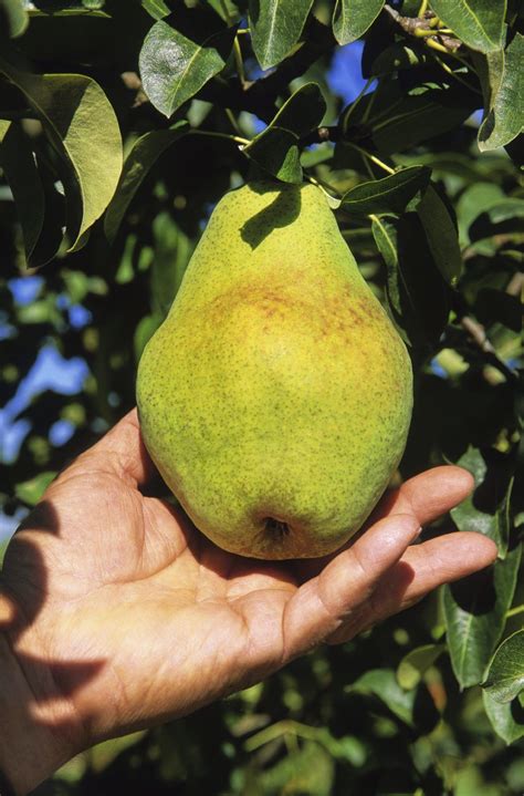Do Bartlett Pears Ripen Off The Tree at Latasha Tiffany blog