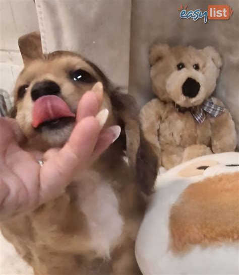 Long Haired Dachshund Puppies