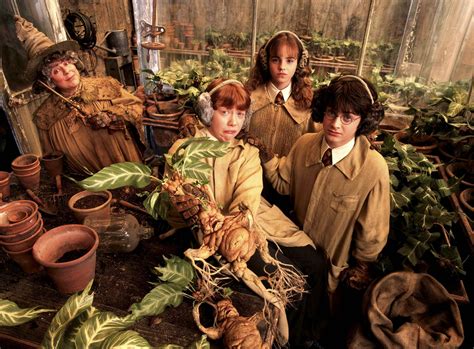 The Botany of Harry Potter | Espores