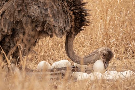 They may look goofy, but ostriches are nobody’s fool | National Geographic