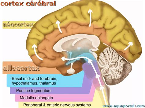Cortex cérébral : définition et explications