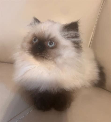 Himalayan Persian Kittens