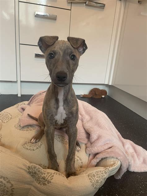 Two month old puppy : r/sighthounds
