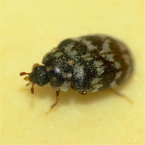 Little Black Bugs In Bedroom Uk | Psoriasisguru.com