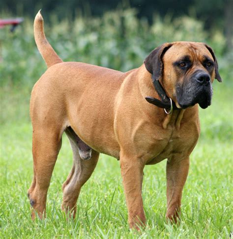 Piebald Boerboel at Ami Hernandez blog