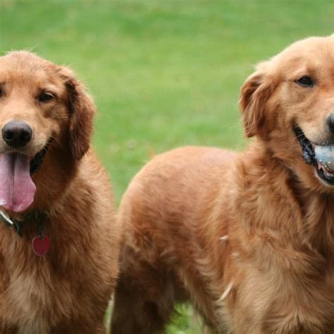 What Are The 6 Types Of Retrievers