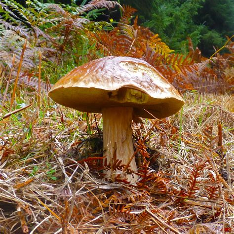 Devonshire fungi - Jules P Richards