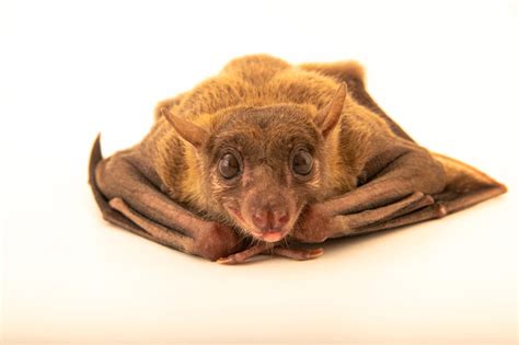 Egyptian Fruit Bat (Rousettus aegyptiacus) - Joel Sartore