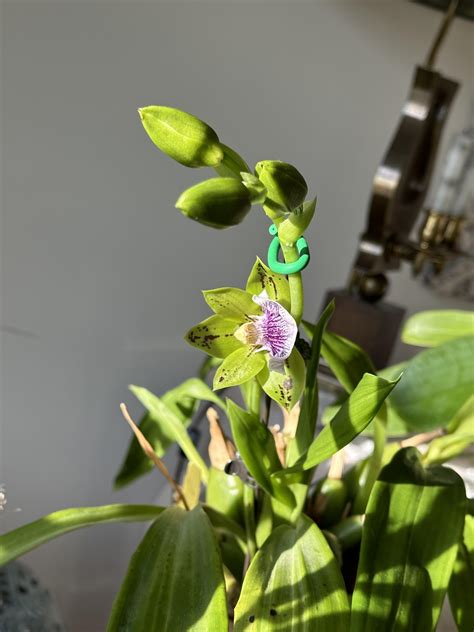 Zga. Sweet Jade ‘Sweet Cheyenne’ always an original 😂 : r/orchids