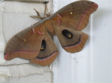 Polyphemus Moth – Identification, Life Cycle, Facts & Pictures
