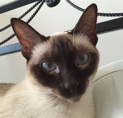 Beautiful Seal Point Siamese Cat