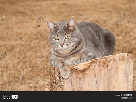 Blue Tabby Cat Resting Image & Photo (Free Trial) | Bigstock