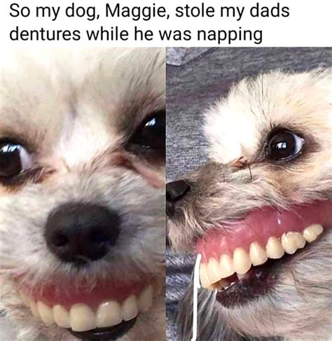 Dog with human teeth : r/oddlyterrifying