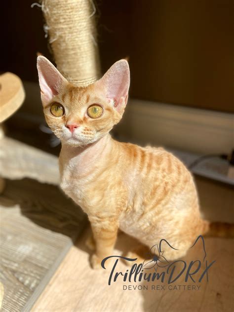 Devon Rex Devon Rex Cat Breed & Adoption Information | Petfinder