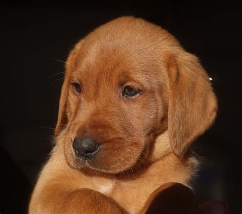 Red Fox Labrador Puppies For Sale | Tricymoedd Labradors