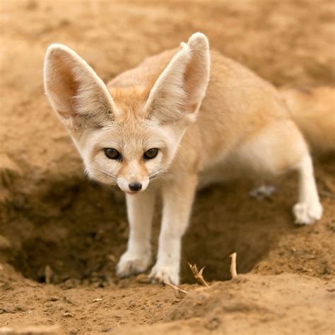 The Fennec Fox: The Desert's Smallest and Most Remarkable Survivor