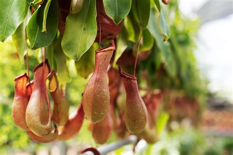Nepenthes Sanguinea Carnivorous Plant Resource