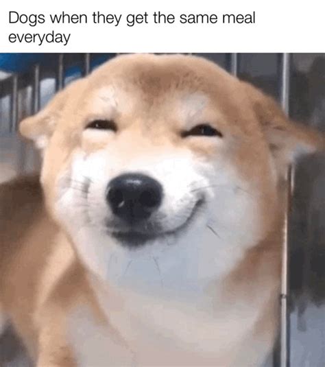 Happy dog : r/meme