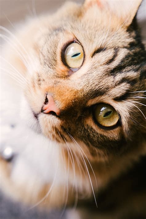 What Do Cats Say In Different Languages at Janie Clark blog