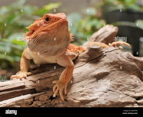 Cute Red Orange Bearded Dragon Posing Cutely Stock Photo - Alamy