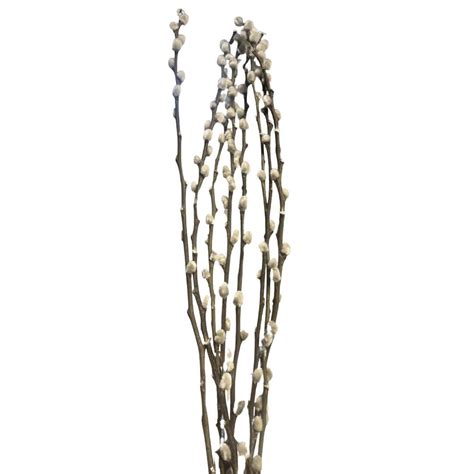 White Pussy Willow, Pussy Willow Stems, Spring Branches, Spring Flower ...