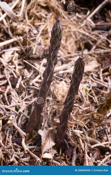 Asparagus Acutifolius Is A Species Of Phanerogam Plant Of The Family Liliaceae Royalty-Free ...