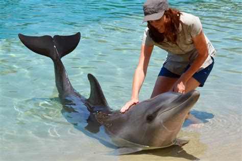 Are Dolphins Dangerous? - Do They Attack Humans?