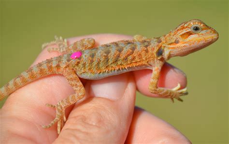 Bearded Dragon Baby