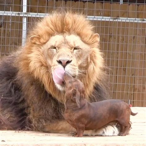 Are Lions Related To Cats Or Dogs