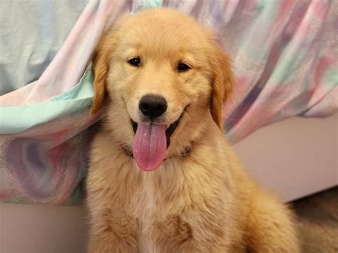 Dancing Golden Retriever Golden Retrievers And Their D.N.A