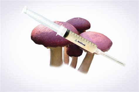 Mushroom Liquid Culture For Wine Cap Mushrooms (Stropharia Rugosoannulata)