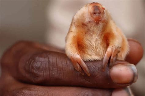 Very rare marsupial mole sighted in Australia. It's so tiny it fits ...