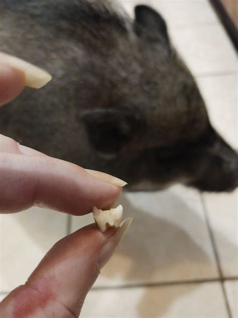 The Far Side comic strip by Gary Larson from Sunday, October 16, 2022 ...