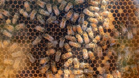 Bumble Bee, Native Bees and Honey Bees at Lewis Ginter