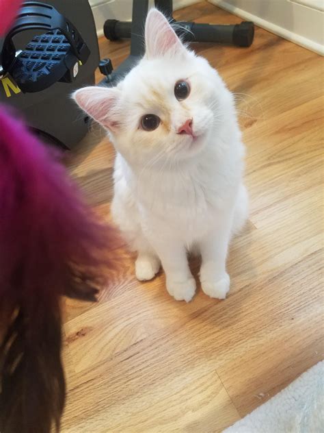 Why Is My Cat S Head Tilted To One Side at Brodie Bobby blog