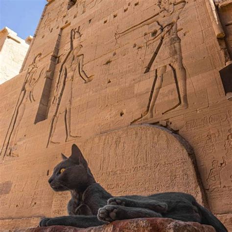 Egyptian Cat Meme Worship at Hannah Carr blog
