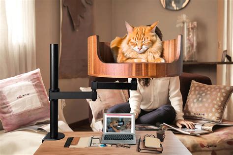 Male Cat Genitals: Understanding Their Anatomy and Care - Desk Cat Nest