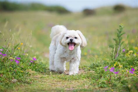 Short-Haired Lhasa Apso: Can Lhasa Apsos Have Short Hair?