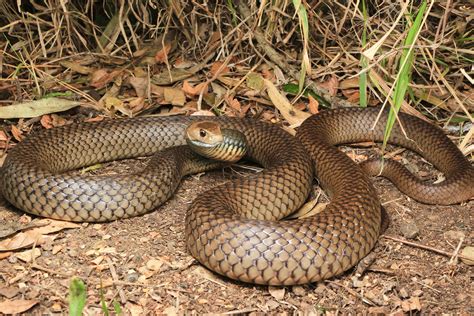 How To Catch Brown Snakes at Susan Lebrun blog