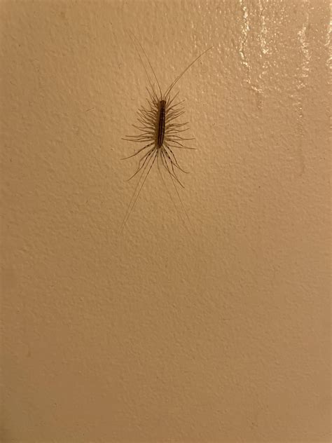 What is this guy : r/bugidentification