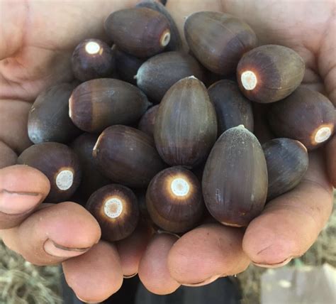 Live Oak Acorns Are Edible