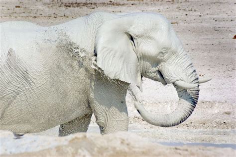 The white elephant in Etosha National Park - Mirror Online