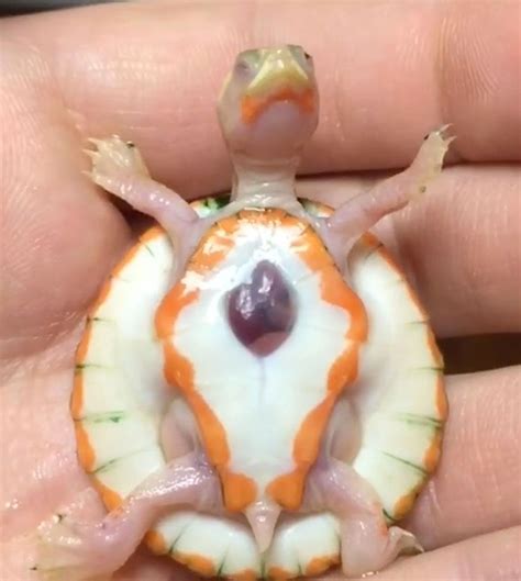 Baby Albino Turtle Born With Exposed Heart