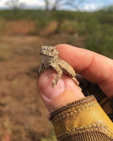 apple on Instagram: "“Sharing the desert with the cutest tiny horned ...