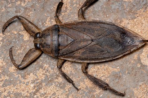 Giant Water Bugs- Babies,Pictures, Types, Identification, Diet – GPTEI