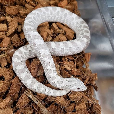 jeff galewood on Instagram: "🧊 🐍 Arctic lavender plains hognose snake ...